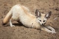 Fennec fox Vulpes zerda. Royalty Free Stock Photo