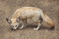 Fennec fox Vulpes zerda. Royalty Free Stock Photo