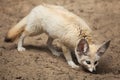 Fennec fox Vulpes zerda. Royalty Free Stock Photo