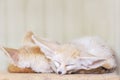 Fennec fox Vulpes zerda . Wildlife animal. Royalty Free Stock Photo