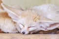 Fennec fox Vulpes zerda . Wildlife animal. Royalty Free Stock Photo