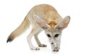 fennec fox on a white background in studio Royalty Free Stock Photo