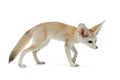 Fennec fox on a white background in studio Royalty Free Stock Photo