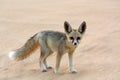 A Fennec Fox in the White Desert
