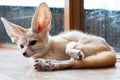 Fennec fox 1 year isolate on background Royalty Free Stock Photo