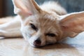 Fennec fox 1 year isolate on background Royalty Free Stock Photo