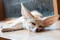 Fennec fox 1 year isolate on background Royalty Free Stock Photo