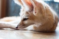 Fennec fox 1 year isolate on background Royalty Free Stock Photo