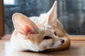 Fennec fox 1 year isolate on background Royalty Free Stock Photo