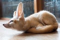 Fennec fox 1 year isolate on background Royalty Free Stock Photo