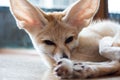 Fennec fox 1 year isolate on background Royalty Free Stock Photo