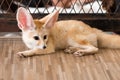 Fennec fox 1 year in puppy day isolate on background Royalty Free Stock Photo