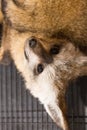 Fennec fox 1 year in puppy day isolate on background Royalty Free Stock Photo