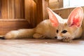 Fennec fox 1 year in puppy day isolate on background Royalty Free Stock Photo