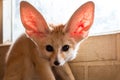 Fennec fox 1 year in puppy day isolate on background Royalty Free Stock Photo