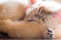 Fennec fox 1 year in puppy day isolate on background Royalty Free Stock Photo