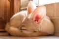 Fennec fox 1 year in puppy day isolate on background Royalty Free Stock Photo