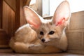 Fennec fox 1 year in puppy day isolate on background Royalty Free Stock Photo