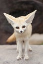 Fennec Fox