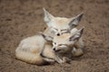 Fennec foxes Vulpes zerda. Royalty Free Stock Photo