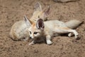 Fennec foxes Vulpes zerda. Royalty Free Stock Photo