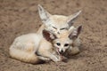 Fennec foxes Vulpes zerda. Royalty Free Stock Photo