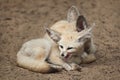 Fennec foxes Vulpes zerda. Royalty Free Stock Photo