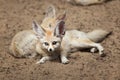 Fennec foxes Vulpes zerda. Royalty Free Stock Photo