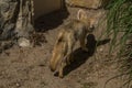 Fennec on hot sand near stones and nest in hole