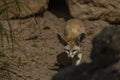 Fennec on hot sand near stones and nest in hole