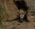 Fennec on hot sand near stones and nest in hole