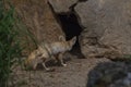 Fennec on hot sand near stones and nest in hole