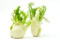 Fennel