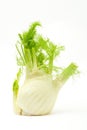 Fennel