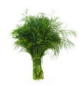 Fennel