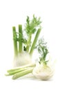 Fennel Royalty Free Stock Photo