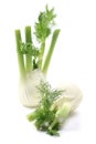 Fennel