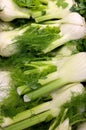 Fennel Royalty Free Stock Photo