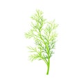 Fennel as Plant Specie with Feathery Leaves Vector Illustration Royalty Free Stock Photo