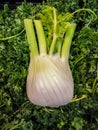 Fennel on a bed of curly parsley