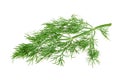 Fennel branch