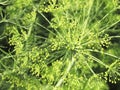 Fennel branch with seeds in sunshine.