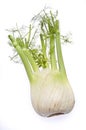 Fennel Bulb