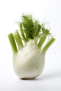 Fennel bulb, Foeniculum vulgare