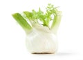 Fennel bulb, isolated on white background Royalty Free Stock Photo