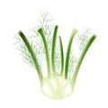 A Fennel Bulb on A White Background