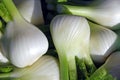 Fennel bulbs