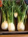 Fennel Bulbs