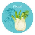 Fennel condiment green seasoning with edible root bulb-like stem