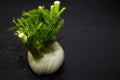 Fennel on a dark background Royalty Free Stock Photo